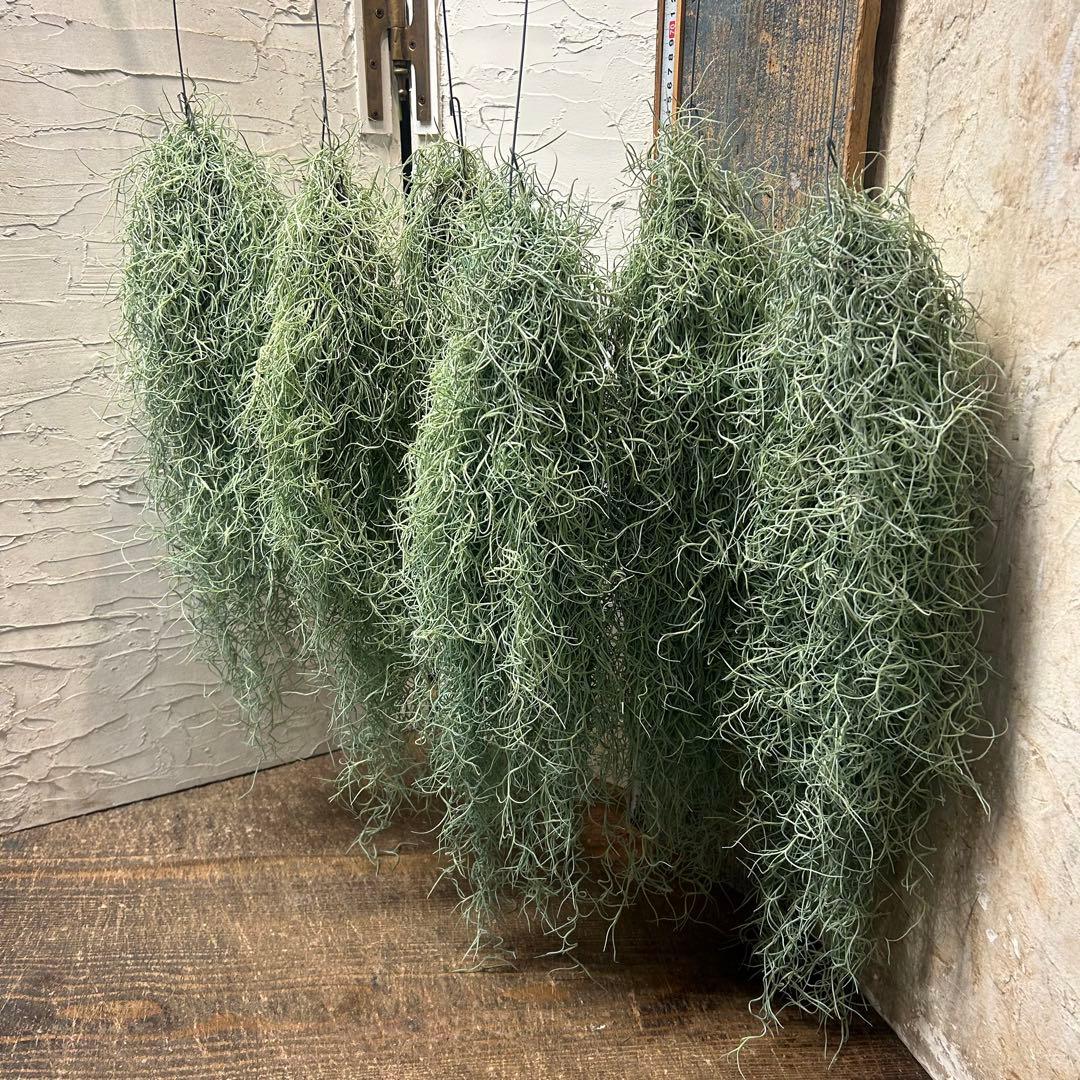 エアープランツ チランジア ウスネオイデス 大束6つ スパニッシュモス