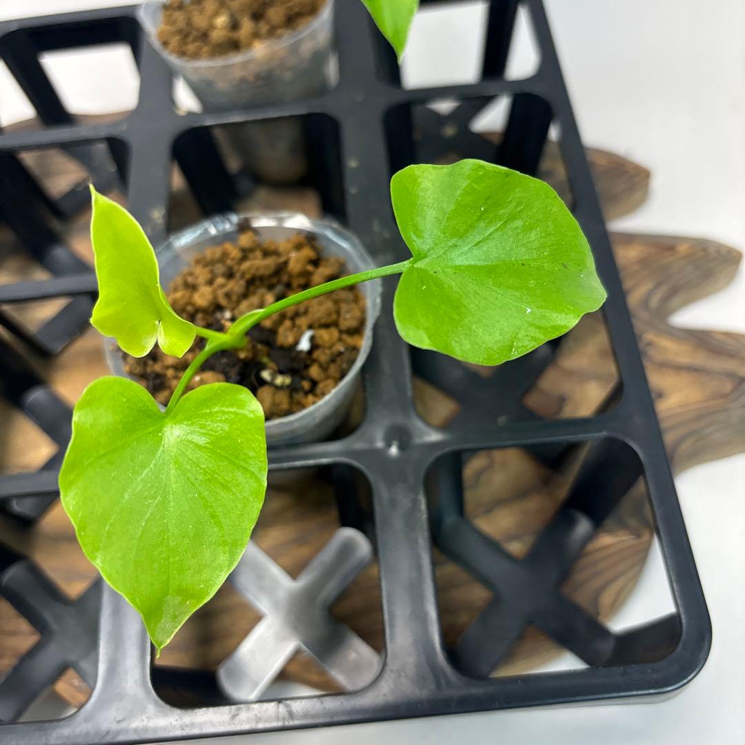 5株セット ms147selloum Var フィロデンドロン・セローム・斑入り