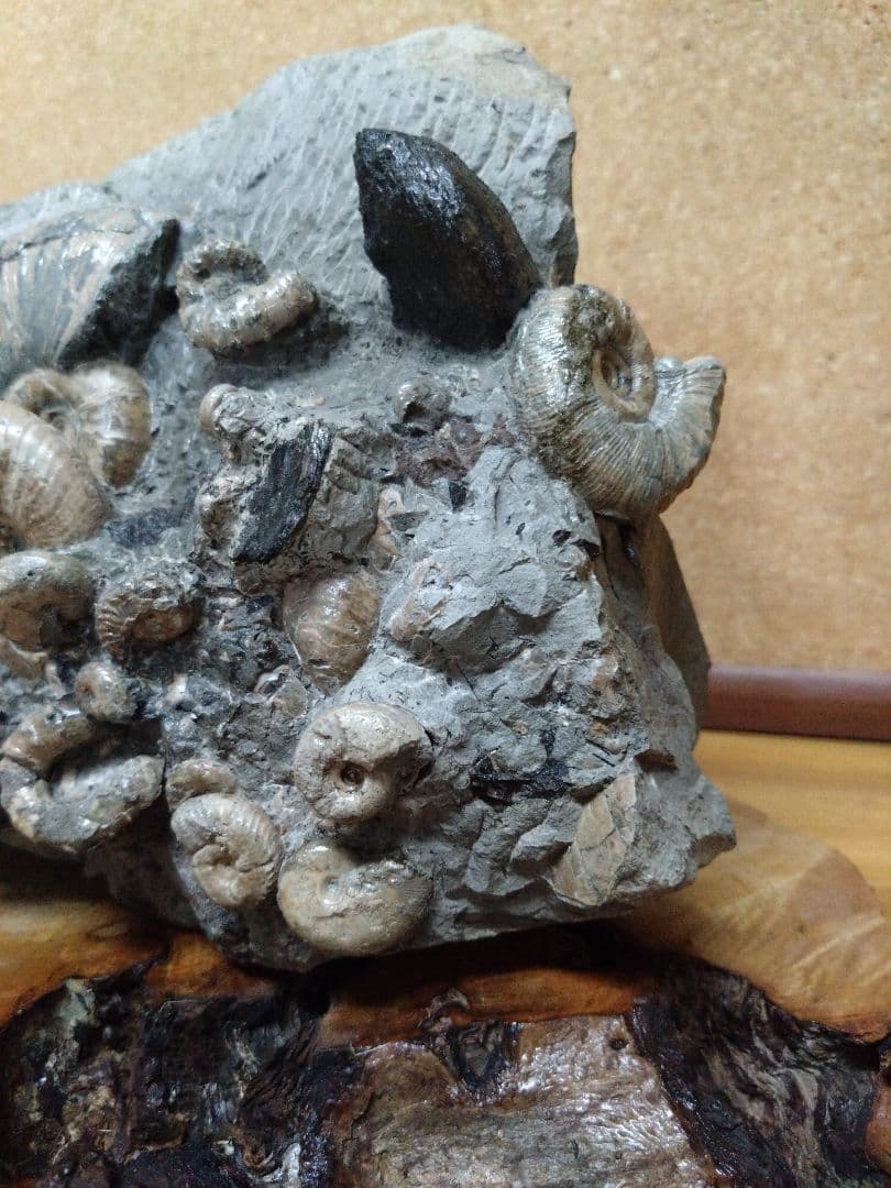 アンモナイト化石