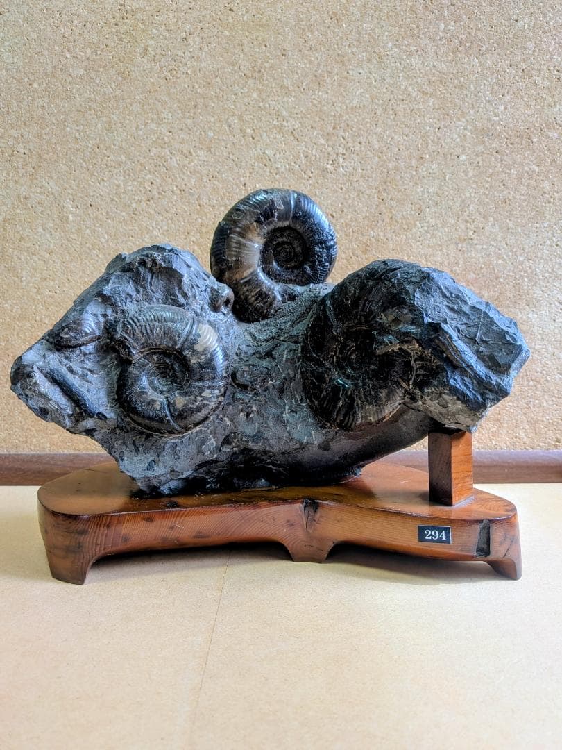 アンモナイト化石