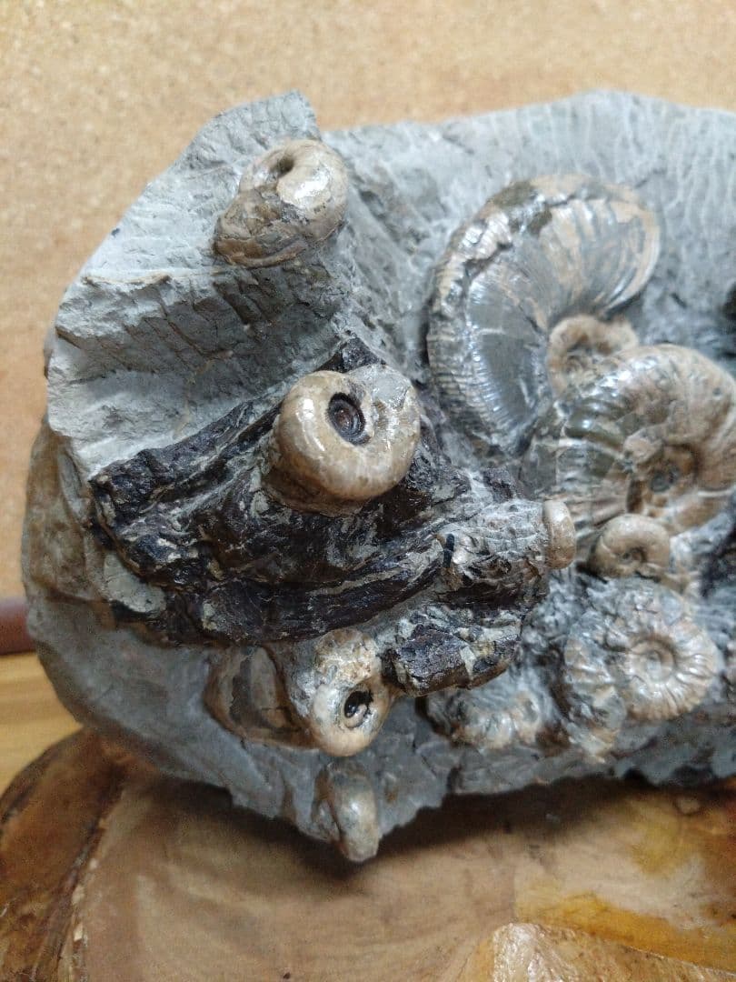 アンモナイト化石