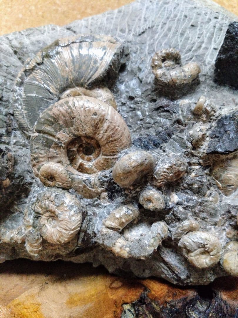 アンモナイト化石