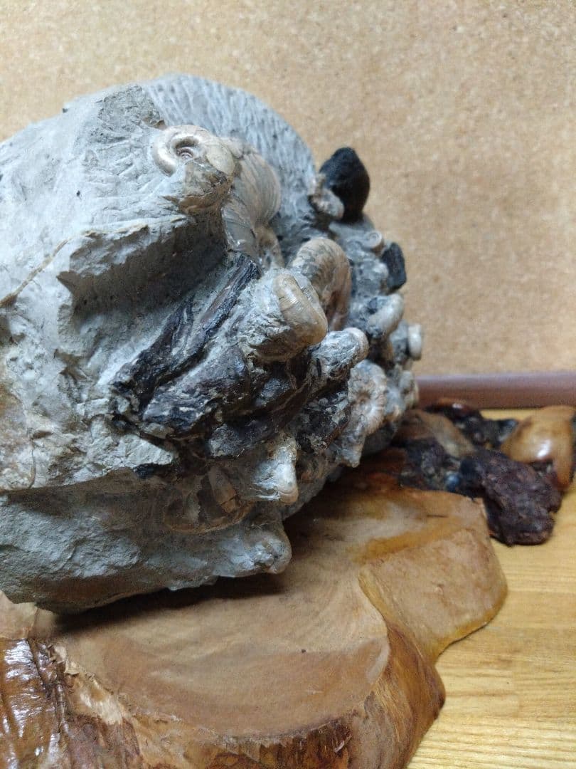 アンモナイト化石