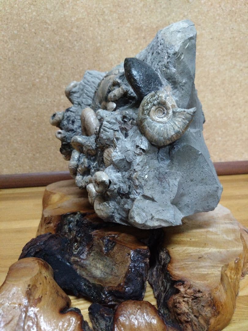 アンモナイト化石