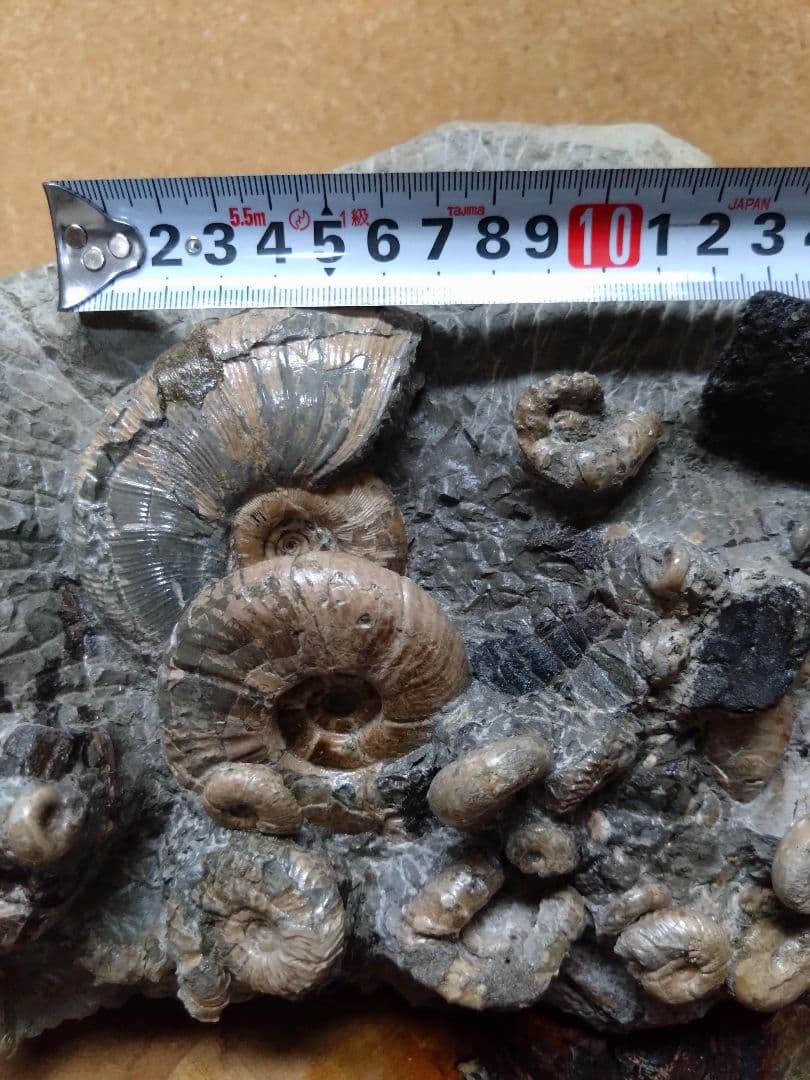 アンモナイト化石