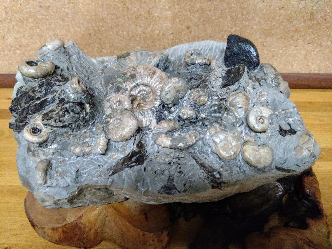 アンモナイト化石