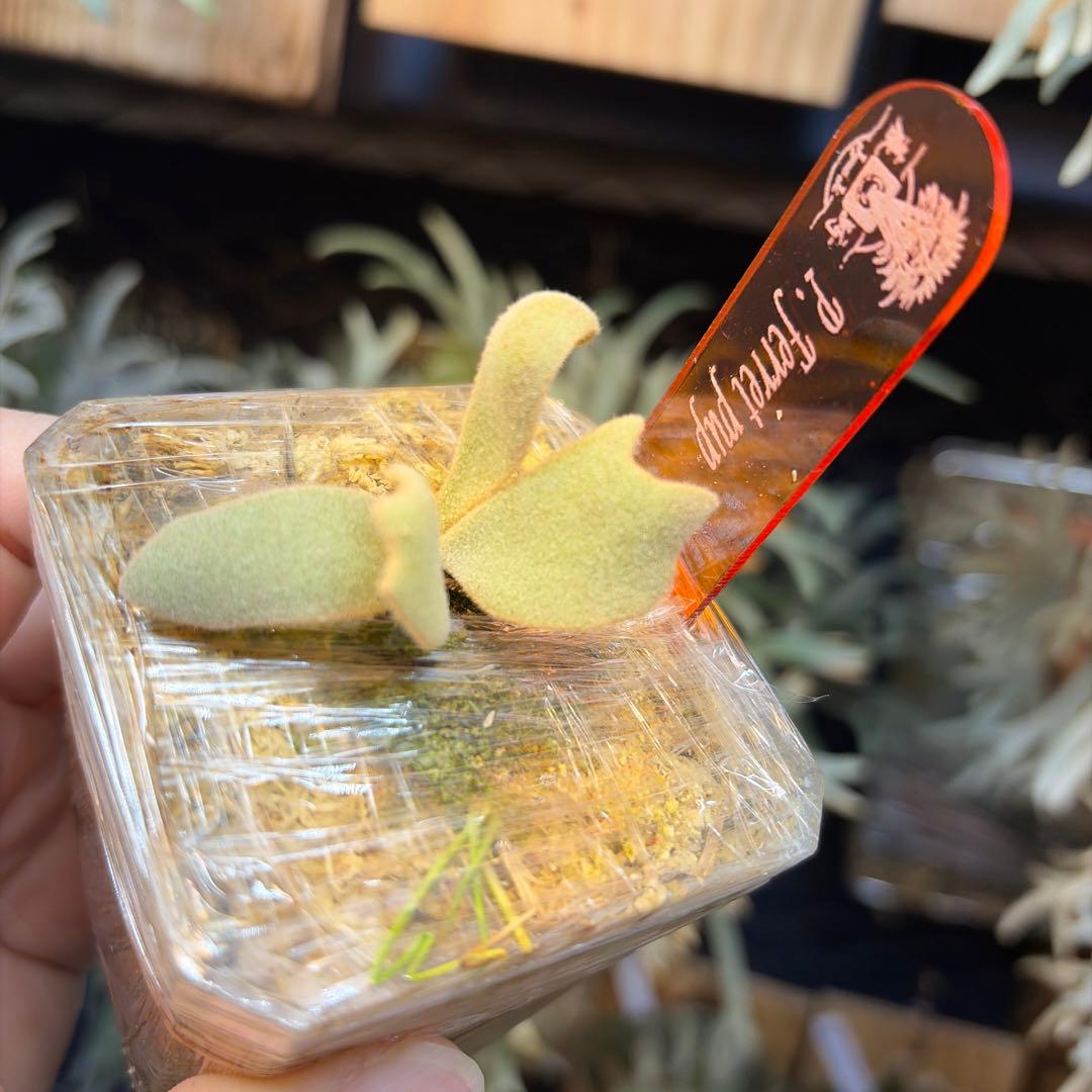 ビカクシダ Ferret OC