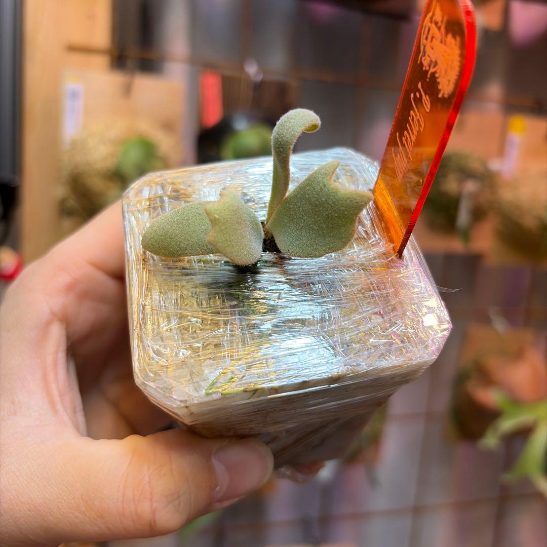 ビカクシダ Ferret OC