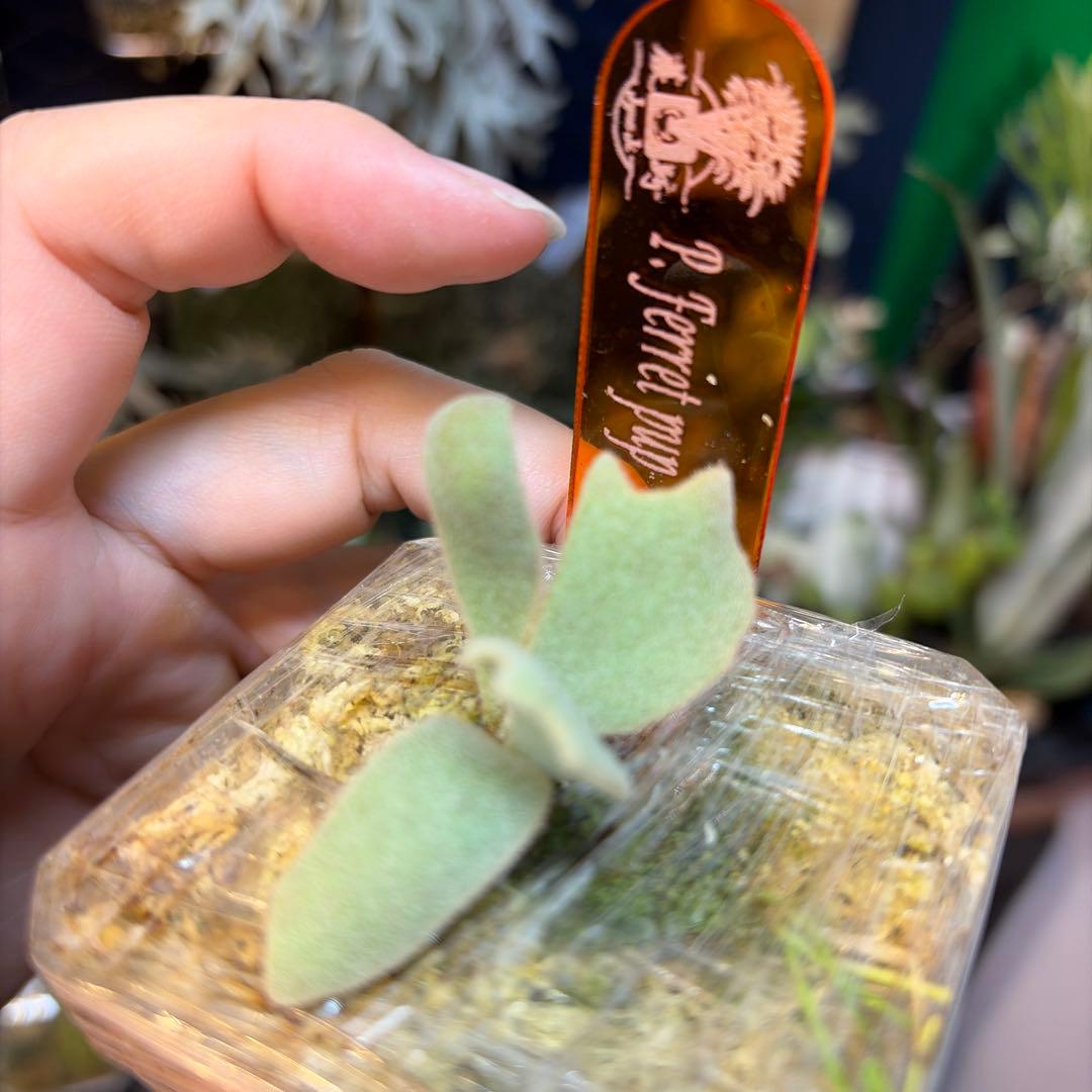 ビカクシダ Ferret OC