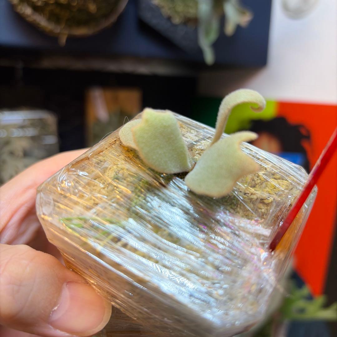 ビカクシダ Ferret OC