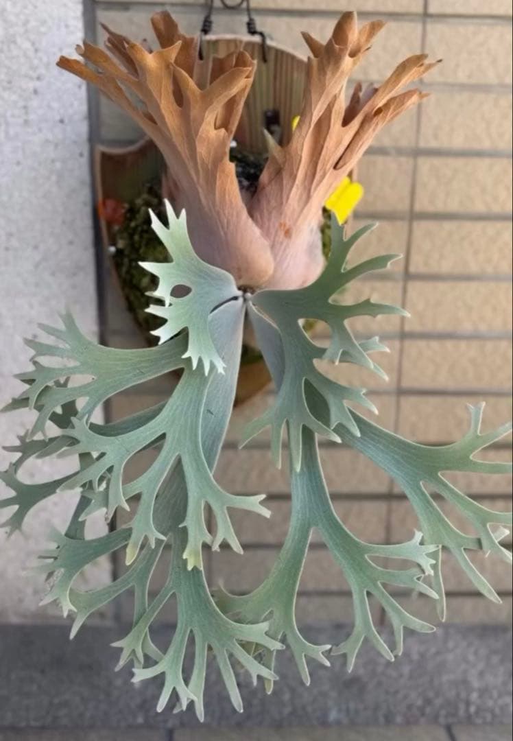 ビカクシダ Ferret OC