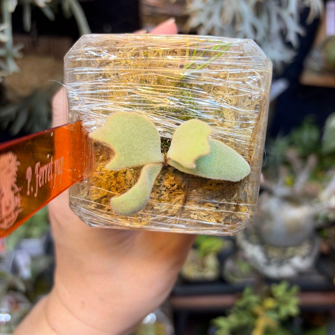 ビカクシダ Ferret OC