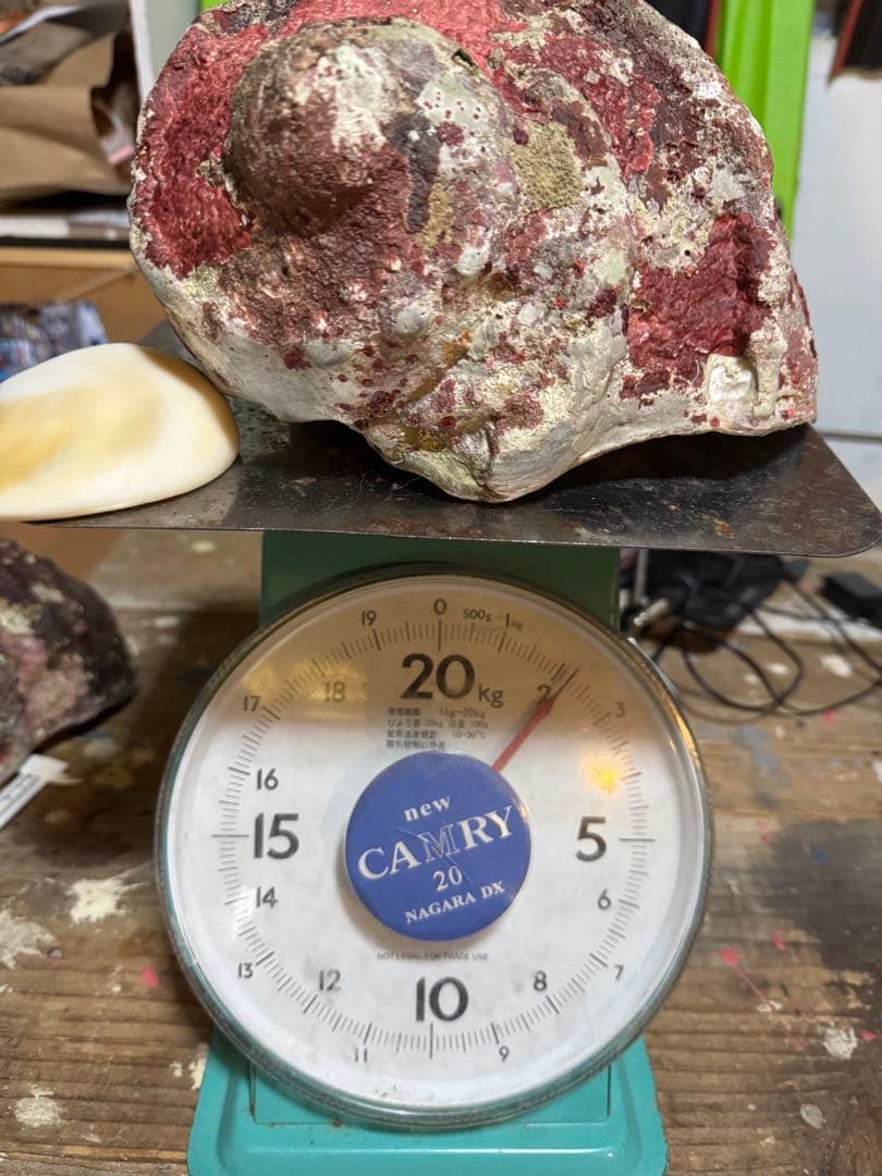 ⭐️特大夜光貝⭐️貝殻 約1.9kg ハンドメイド素材や置物等