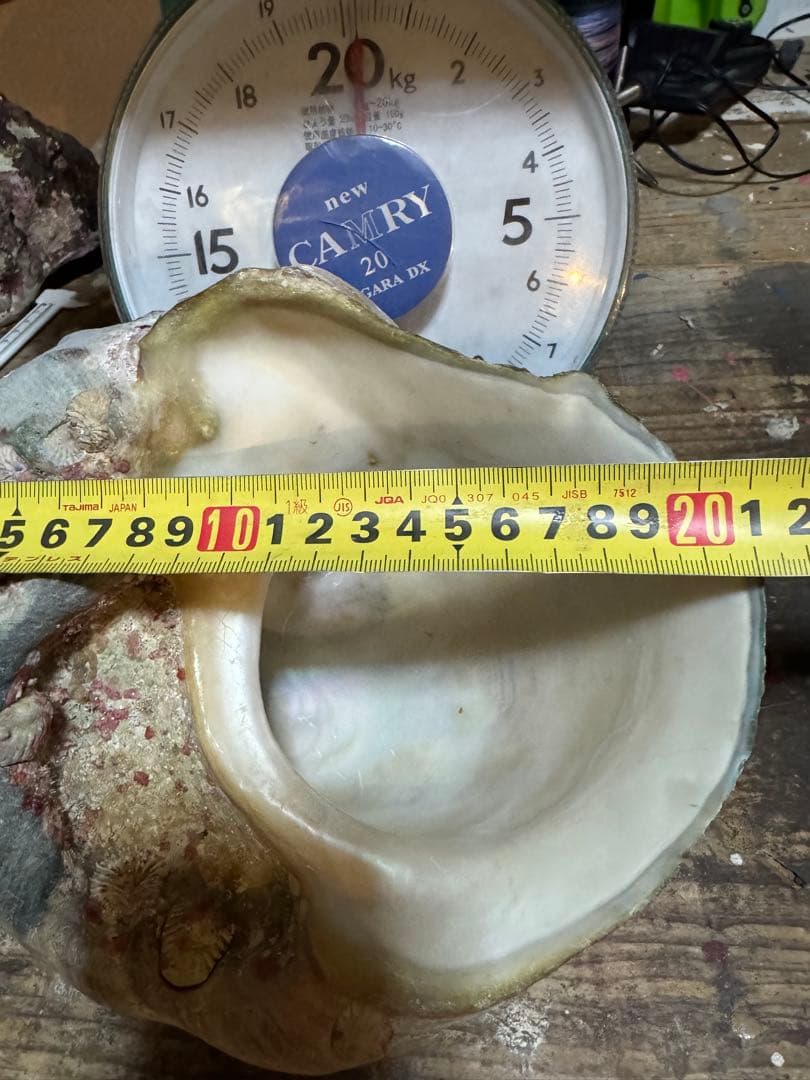 ⭐️特大夜光貝⭐️貝殻 約1.9kg ハンドメイド素材や置物等