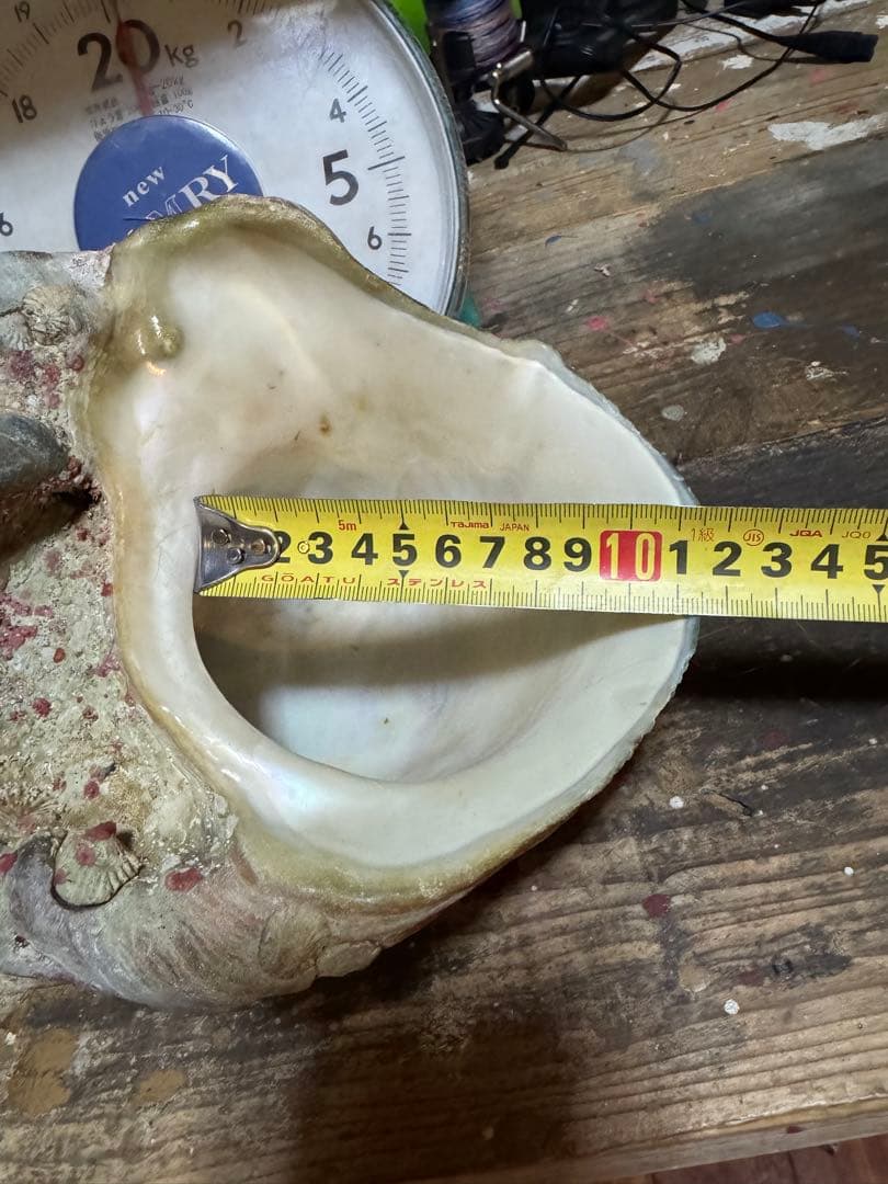 ⭐️特大夜光貝⭐️貝殻 約1.9kg ハンドメイド素材や置物等
