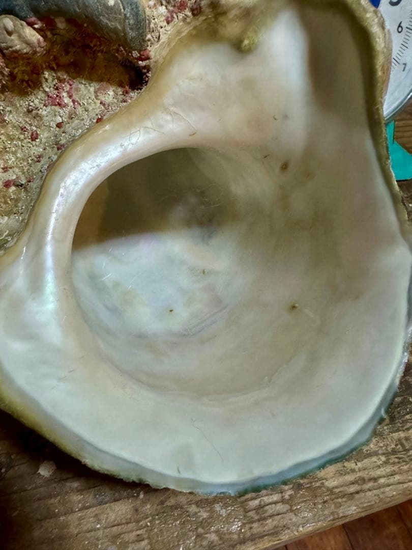 ⭐️特大夜光貝⭐️貝殻 約1.9kg ハンドメイド素材や置物等