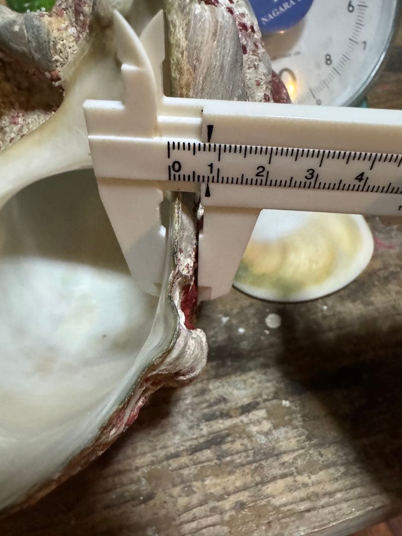 ⭐️特大夜光貝⭐️貝殻 約1.9kg ハンドメイド素材や置物等