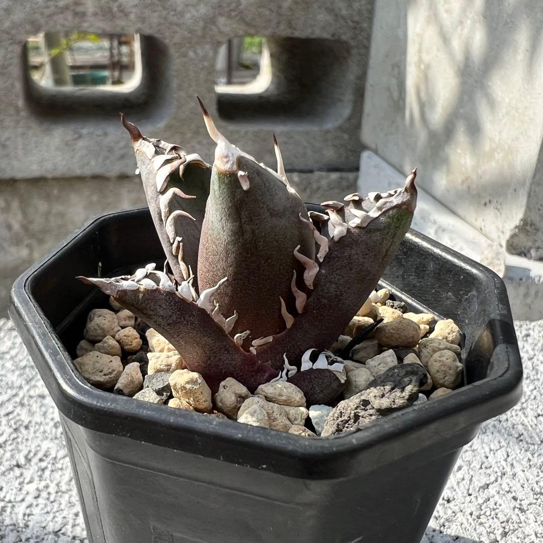 アガベ チタノタ レッドキャットウィーズル 地獄猫 - メルカリ