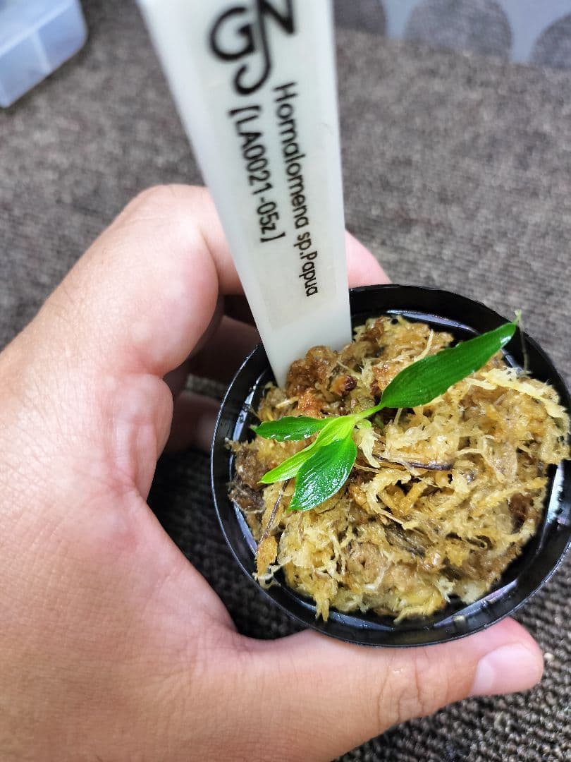 LA便 Homalomena sp.Papua Barat ホマロメナ