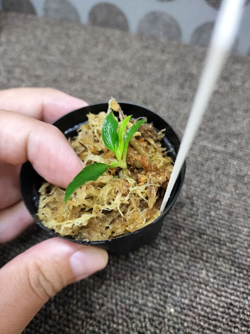 LA便 Homalomena sp.Papua Barat ホマロメナ