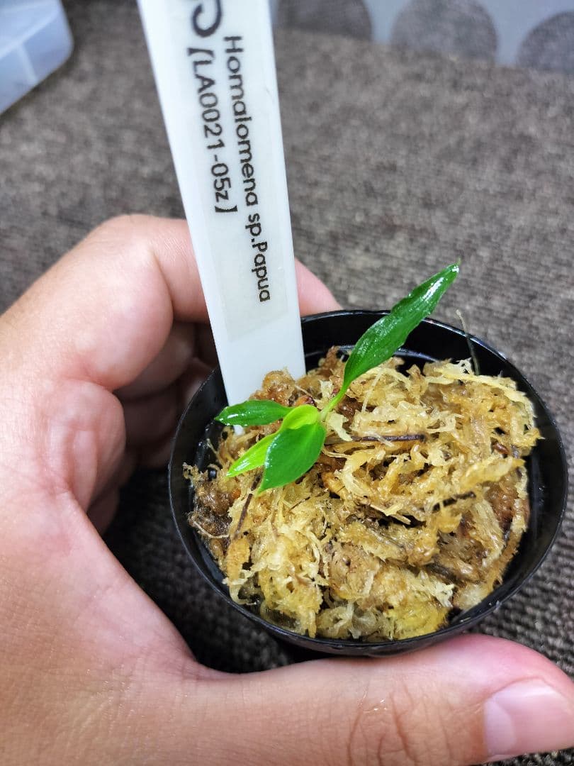 LA便 Homalomena sp.Papua Barat ホマロメナ