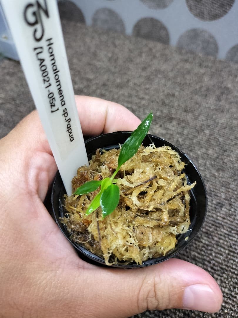 LA便 Homalomena sp.Papua Barat ホマロメナ