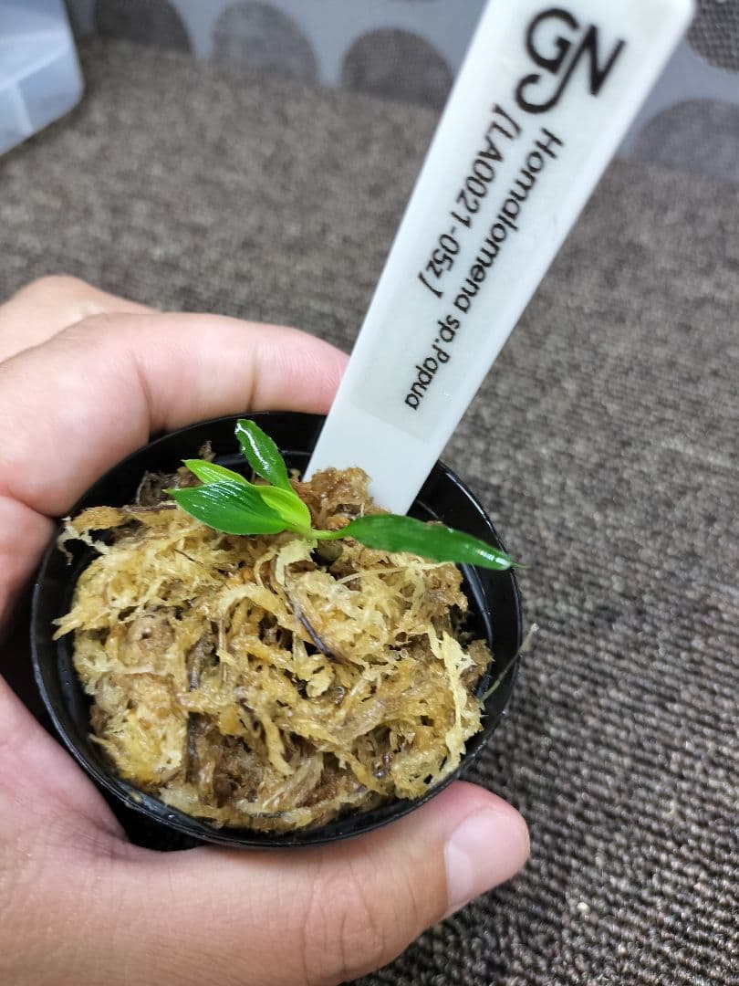 LA便 Homalomena sp.Papua Barat ホマロメナ