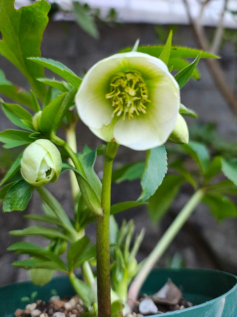 クリスマスローズ リトルビースト 高橋育苗 原種交配 小輪 - メルカリ