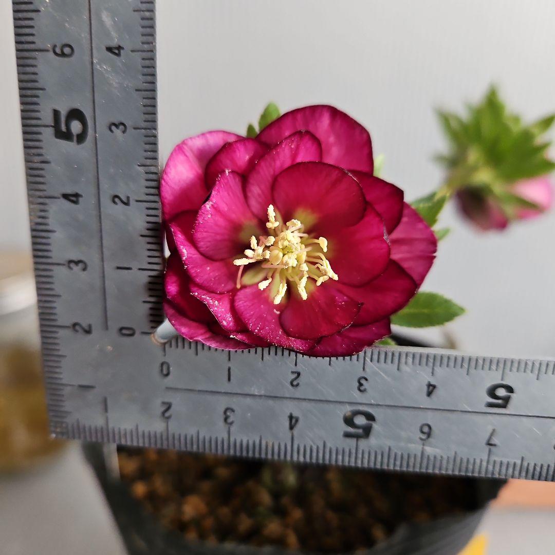 ✿㉖-44クリスマスローズ