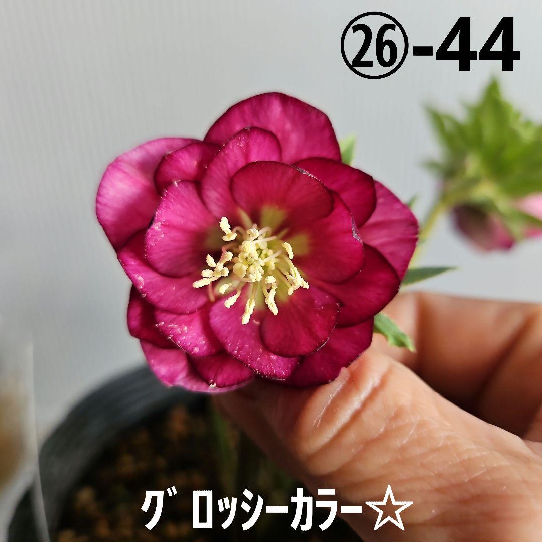 ✿㉖-44クリスマスローズ