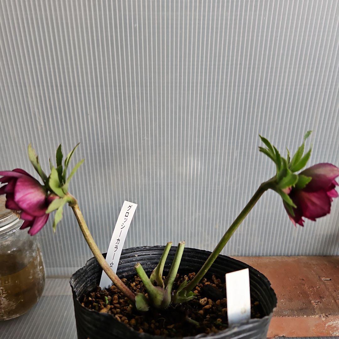 ✿㉖-44クリスマスローズ