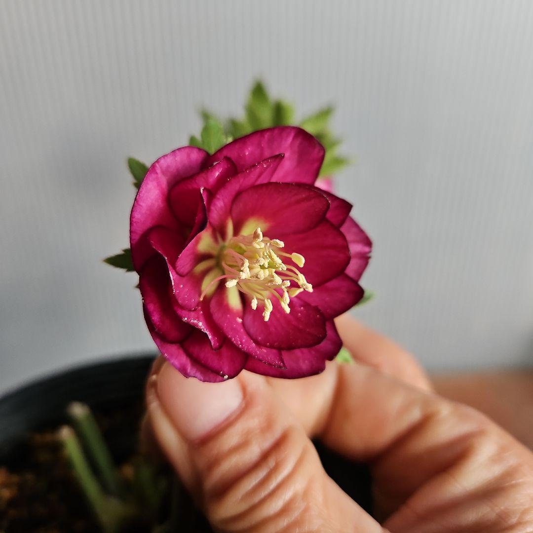 ✿㉖-44クリスマスローズ