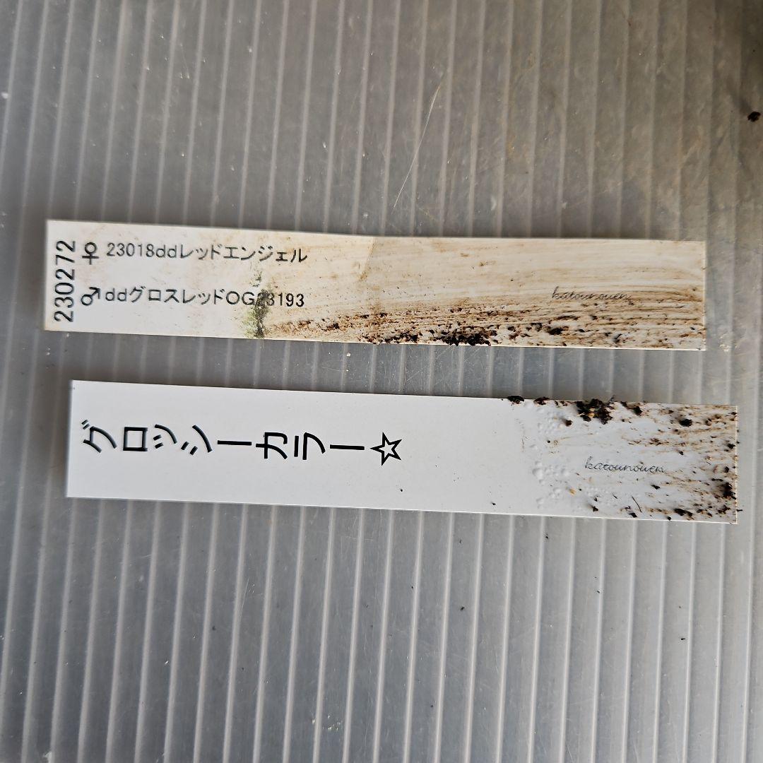 ✿㉖-44クリスマスローズ