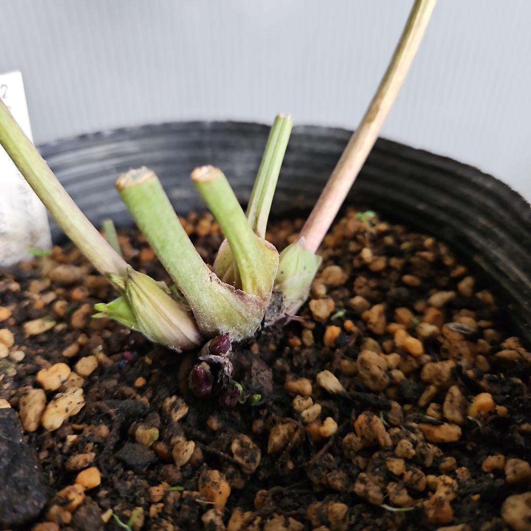 ✿㉖-44クリスマスローズ