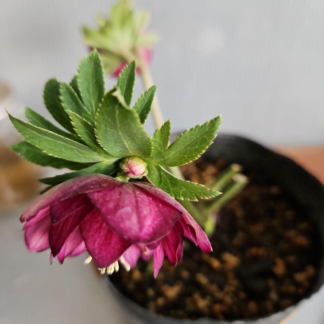 ✿㉖-44クリスマスローズ