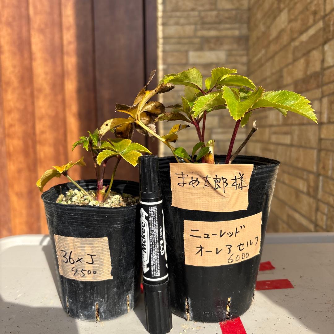 クリスマスローズ苗