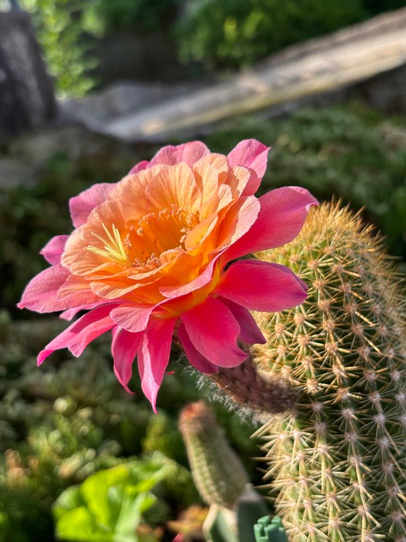 多肉植物 花サボテン 金紐シリーズ 時光 - メルカリ
