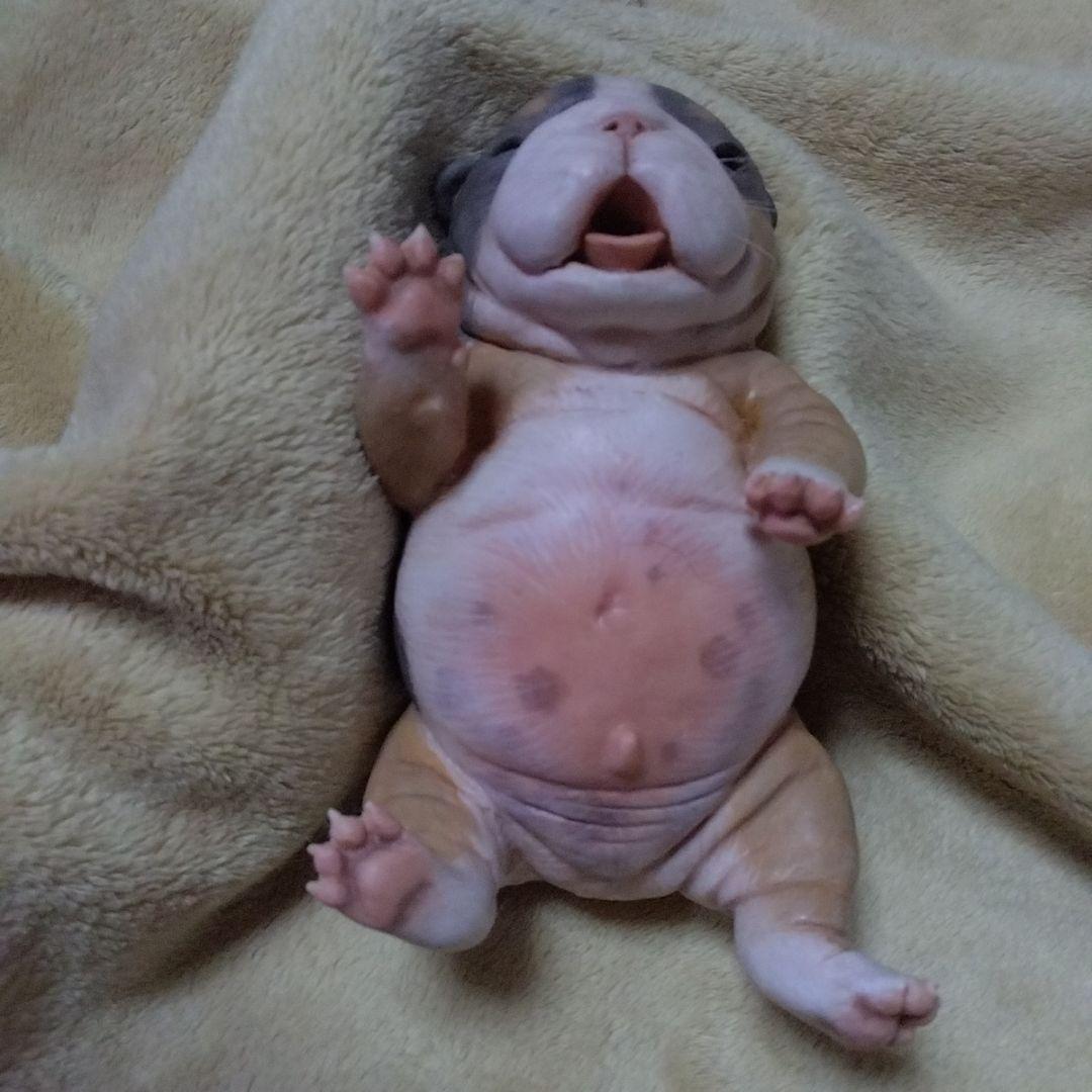 セール中 フルシリコン　ブルドッグ　リボーンドール