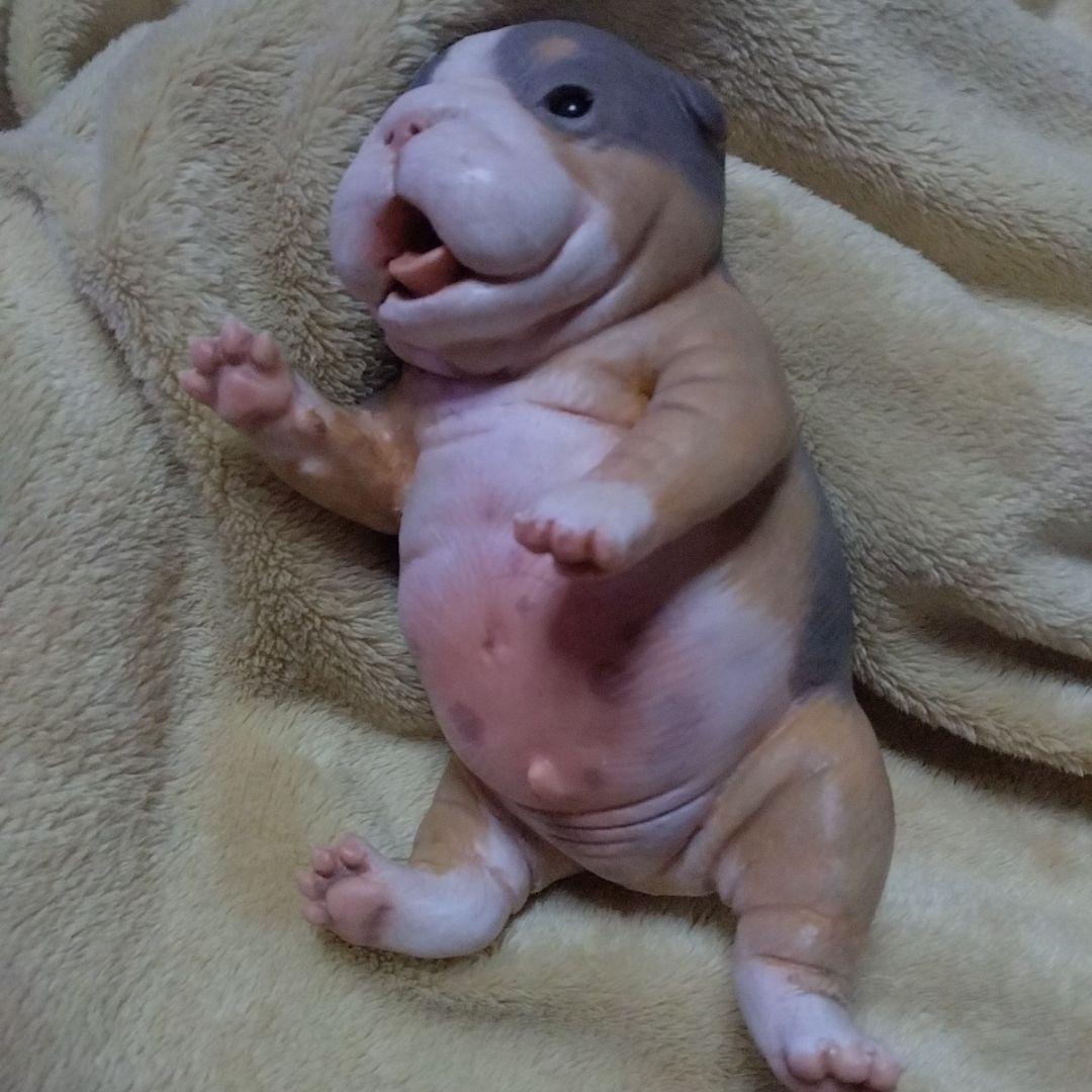 セール中 フルシリコン　ブルドッグ　リボーンドール