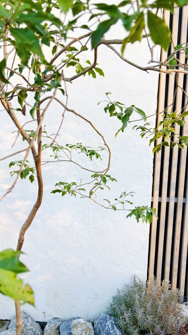 超逸品。山採りアセビ2.5M(鉢底から)品番A - メルカリ