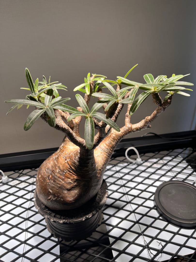 パキポディウム グラキリス 塊根植物 発根済　鉢付き