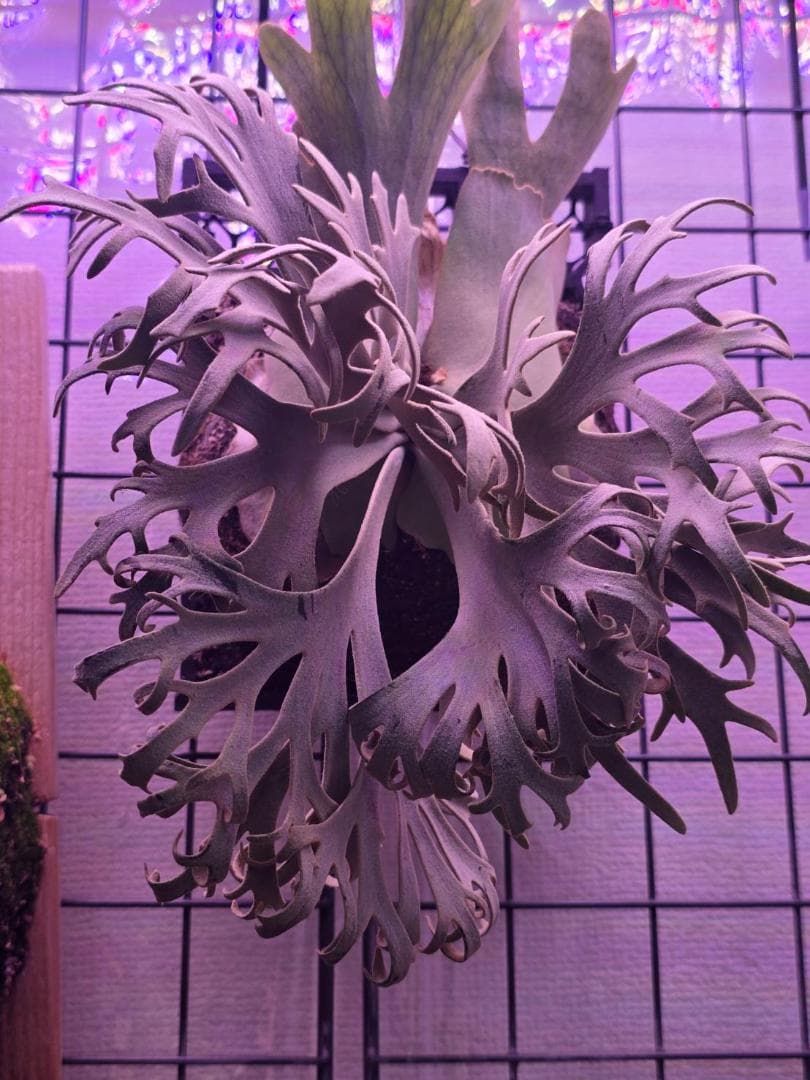 ビカクシダ P. willinckii 'Jenny' pup OC