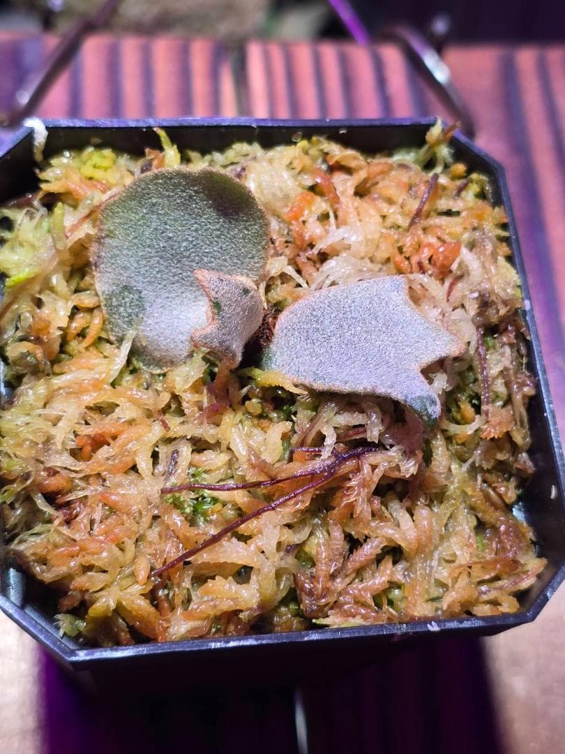 ビカクシダ P. willinckii 'Jenny' pup OC