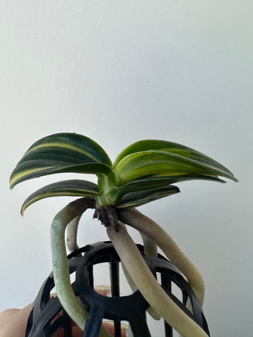 【 名護蘭 】明丸縞　上柄　354