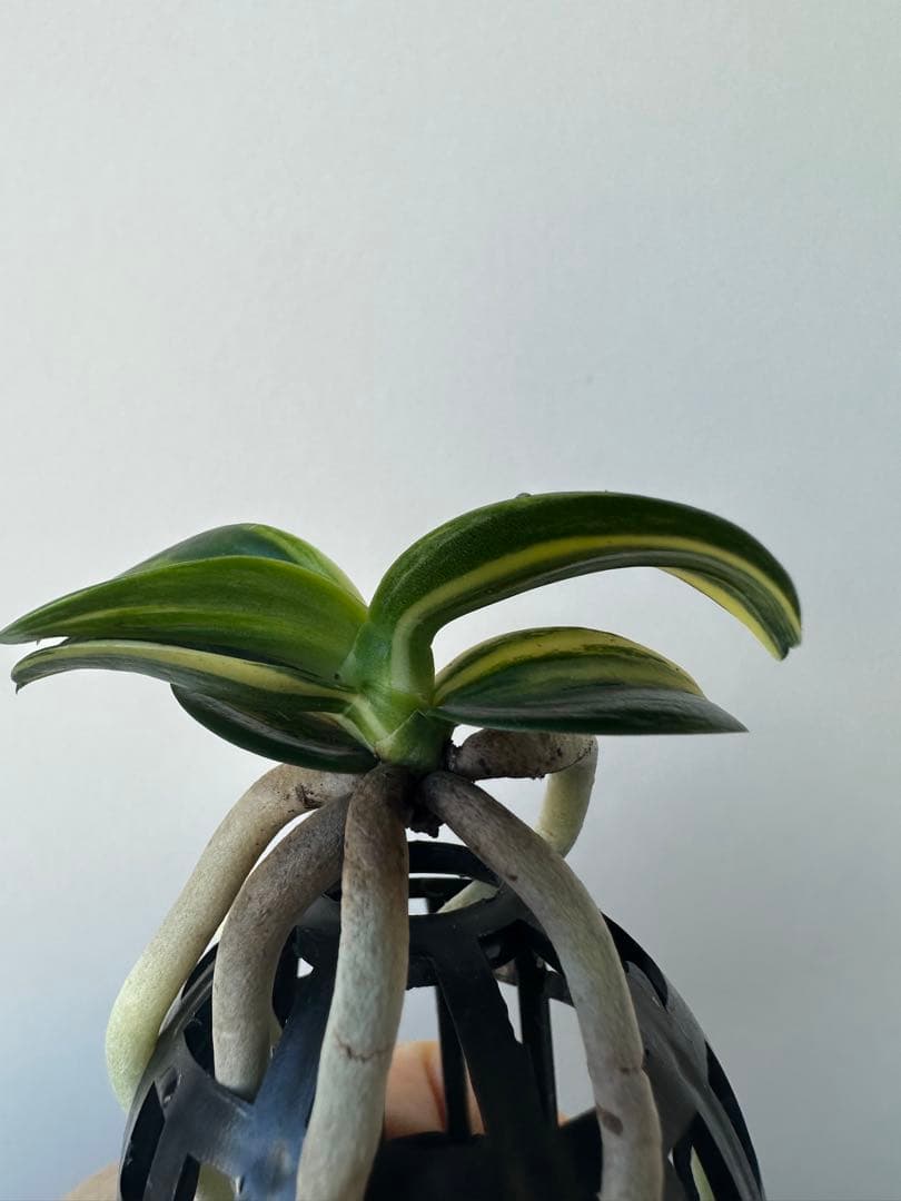 【 名護蘭 】明丸縞　上柄　354