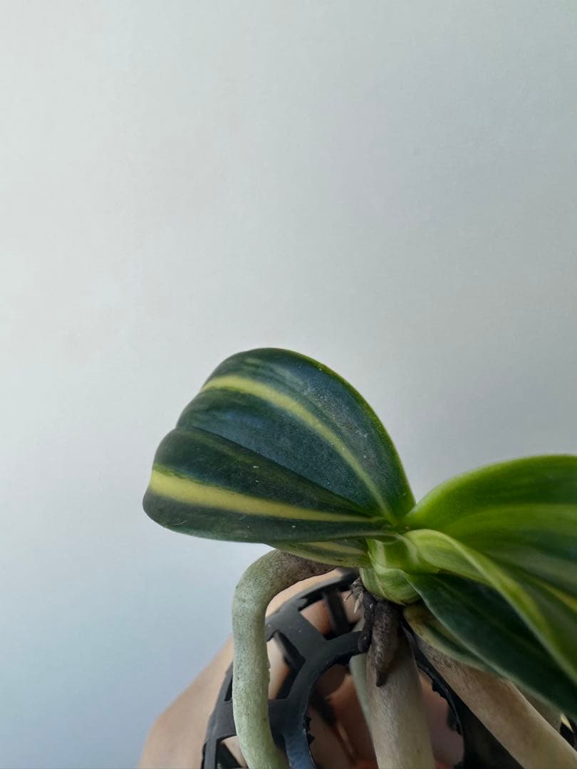 【 名護蘭 】明丸縞　上柄　354