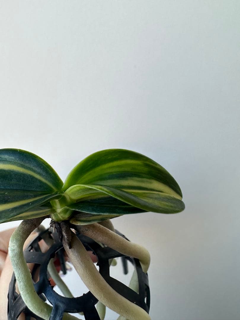 【 名護蘭 】明丸縞　上柄　354