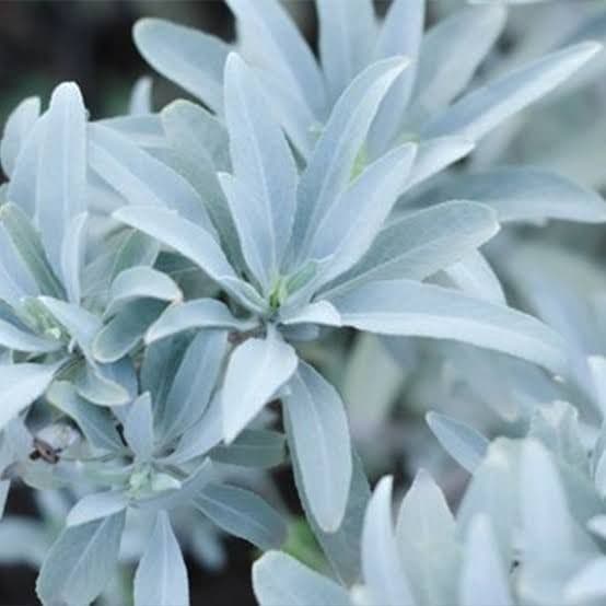 まるページ☆無農薬ホワイトセージ枝無しリーフ1.5KG