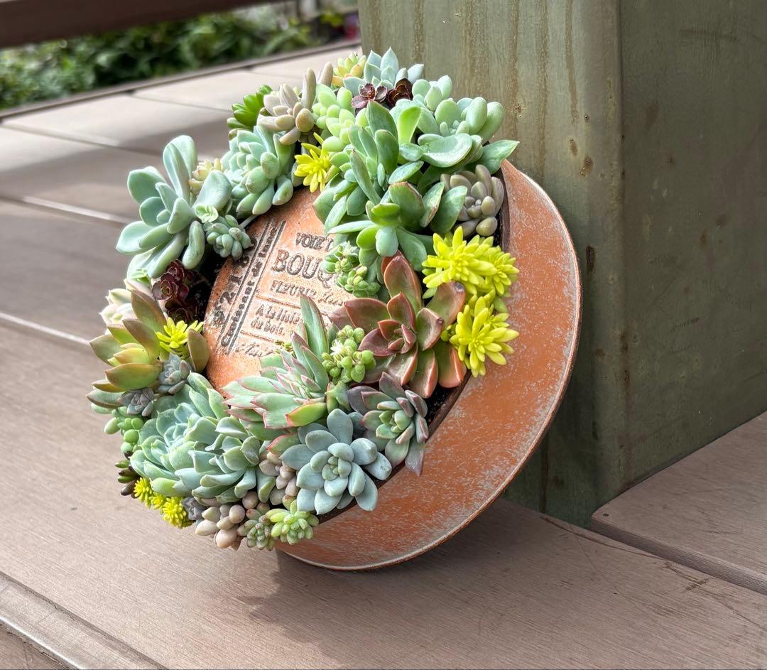 多肉植物 寄せ植え そのまま飾れる♡.*゜リース♡*°オレンジNo.1