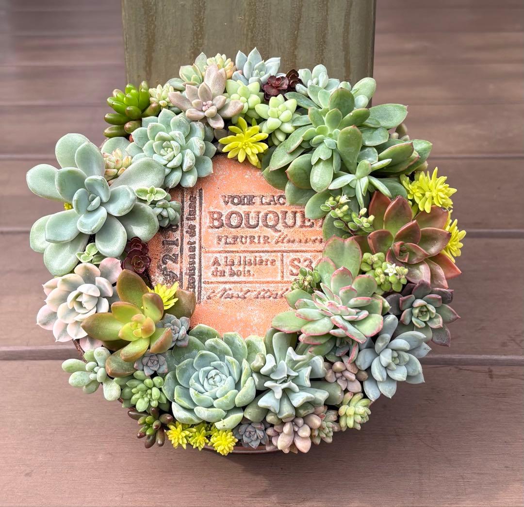 多肉植物 寄せ植え そのまま飾れる♡.*゜リース♡*°オレンジNo.1